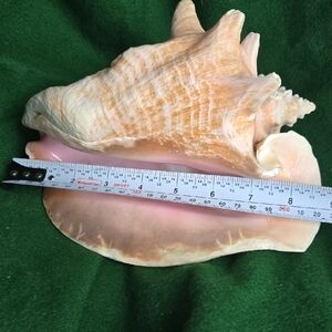 Natural Conch Shell Home Decor